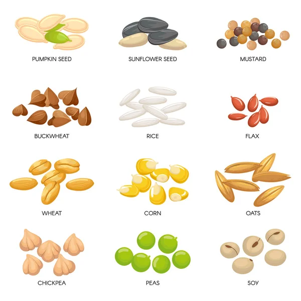 Pflanzensamen. Getreidekörner, Kichererbsennüsse und Zellulosekörner. Isolierte Zeichentrickvektorillustration von Nüssen und Samen — Stockvektor