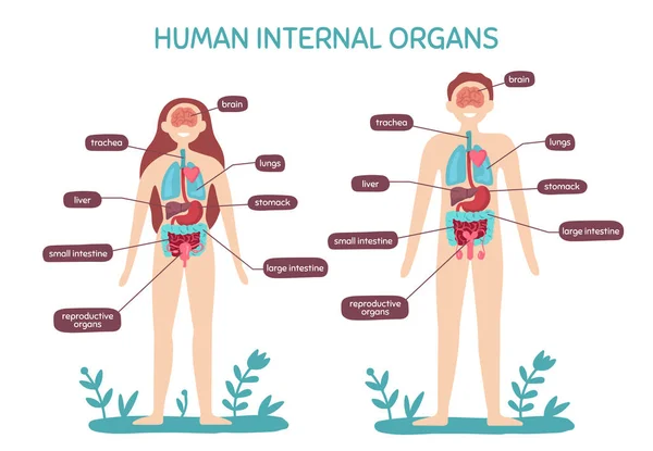 Мультяшная анатомия человеческого тела. Внутренние органы мужчины и женщины, векторная иллюстрация физиологии человека — стоковый вектор