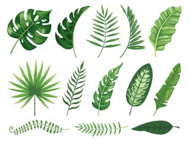 Egzotik tropik yapraklar. Monstera bitki yaprak, muz bitki ve yeşil tropikal palmiye yaprakları izole vektör çizim set
