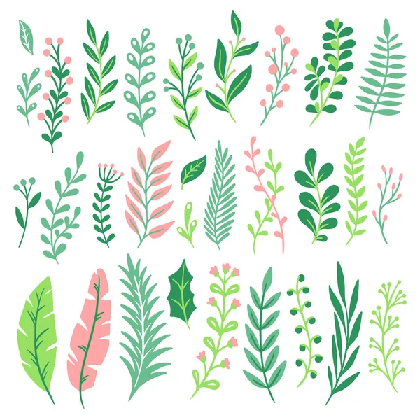 Hojas decorativas. Hoja de planta verde, helechos verdes y flores naturales helechos hojas aisladas vector conjunto — Archivo Imágenes Vectoriales