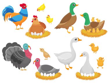 Çiftlik kuşlar. Tavuk tavuk, kaz ördek kuş ve Türkiye'de aile yuva izole karikatür vektör set