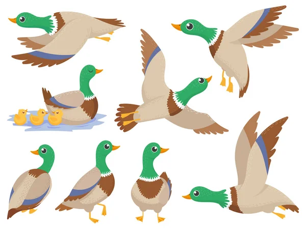 Divoké kachny. Kachna, roztomilý letící husy a zelené zelí plavání canard, samostatný kreslené vektorové ilustrace sada — Stockový vektor