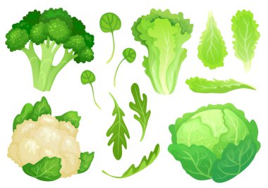 Cartoon cabbages. Fresh lettuce leaves, vegetarian diet salad and healthy garden green cabbage. Cauliflower head vector illustration clipart