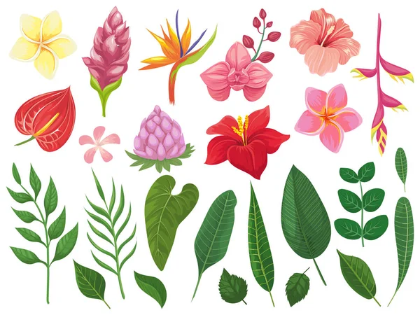 Flores tropicales. Flores tropicales hojas, hojas de verano en rama y plantas silvestres tropicales vector ilustración conjunto — Archivo Imágenes Vectoriales