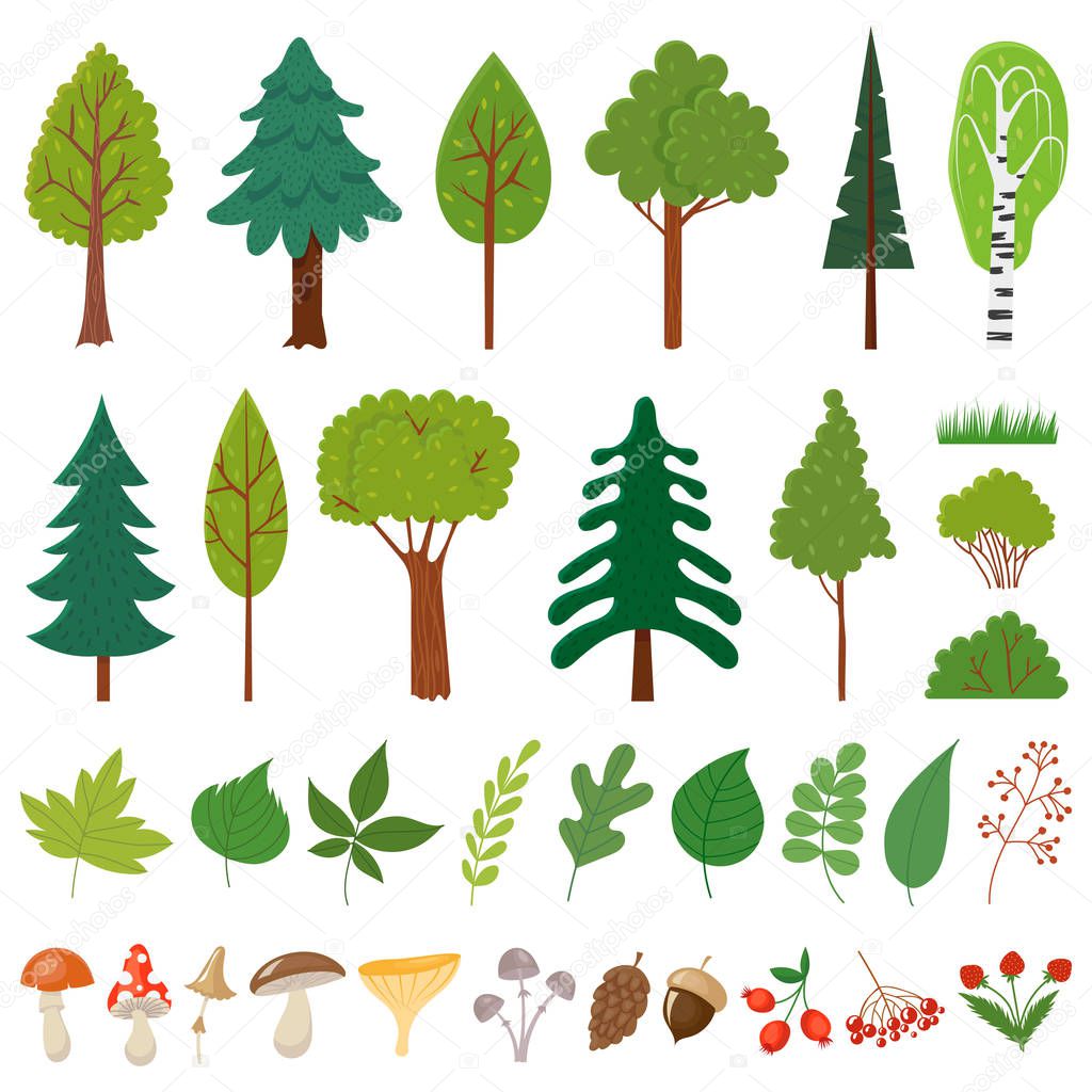 Forest trees. Woodland tree, wild berries plants and mushroom. Forests floral elements vector set