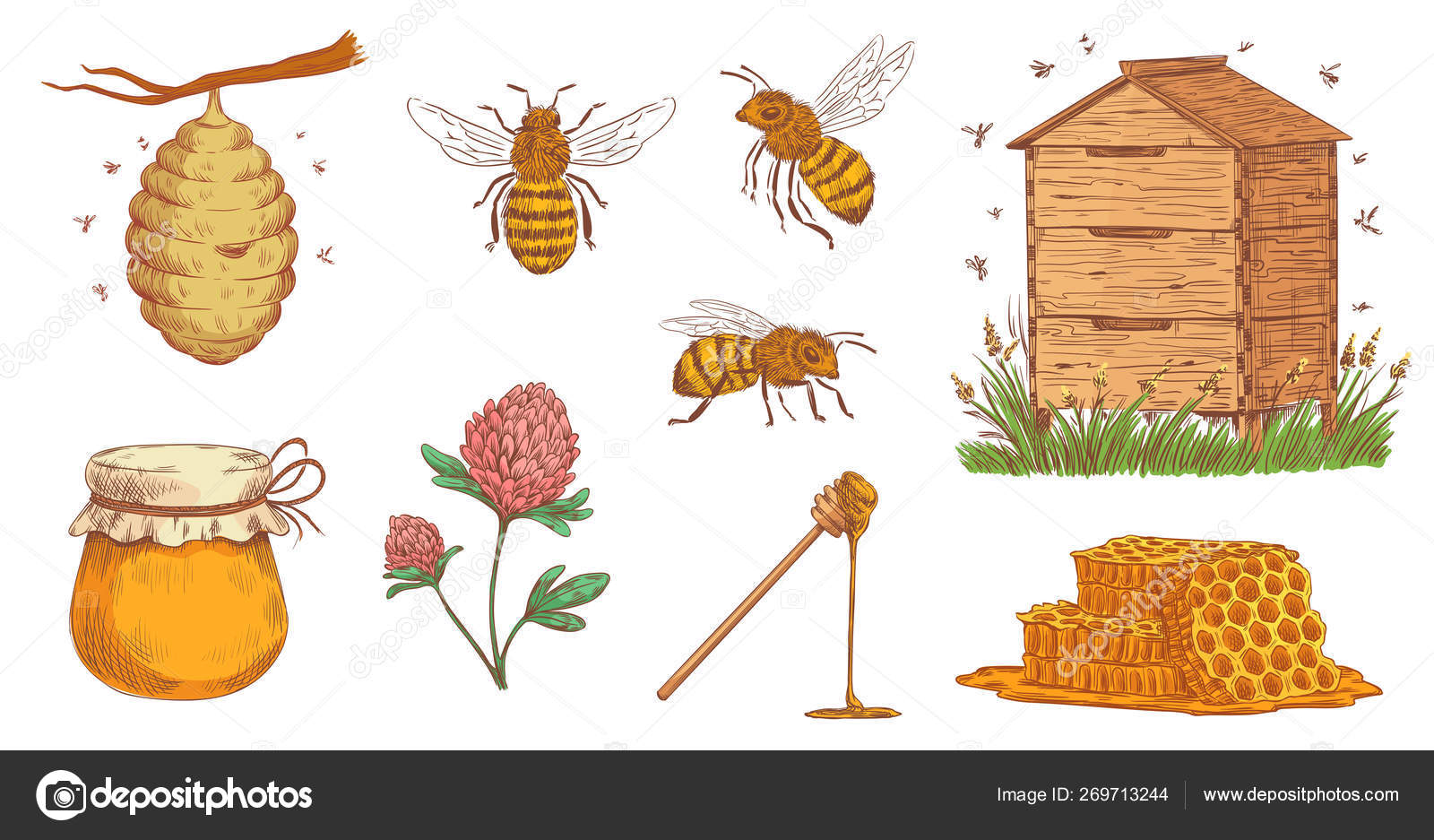 Image vectorielle Abeille à miel dessinée Gravure d