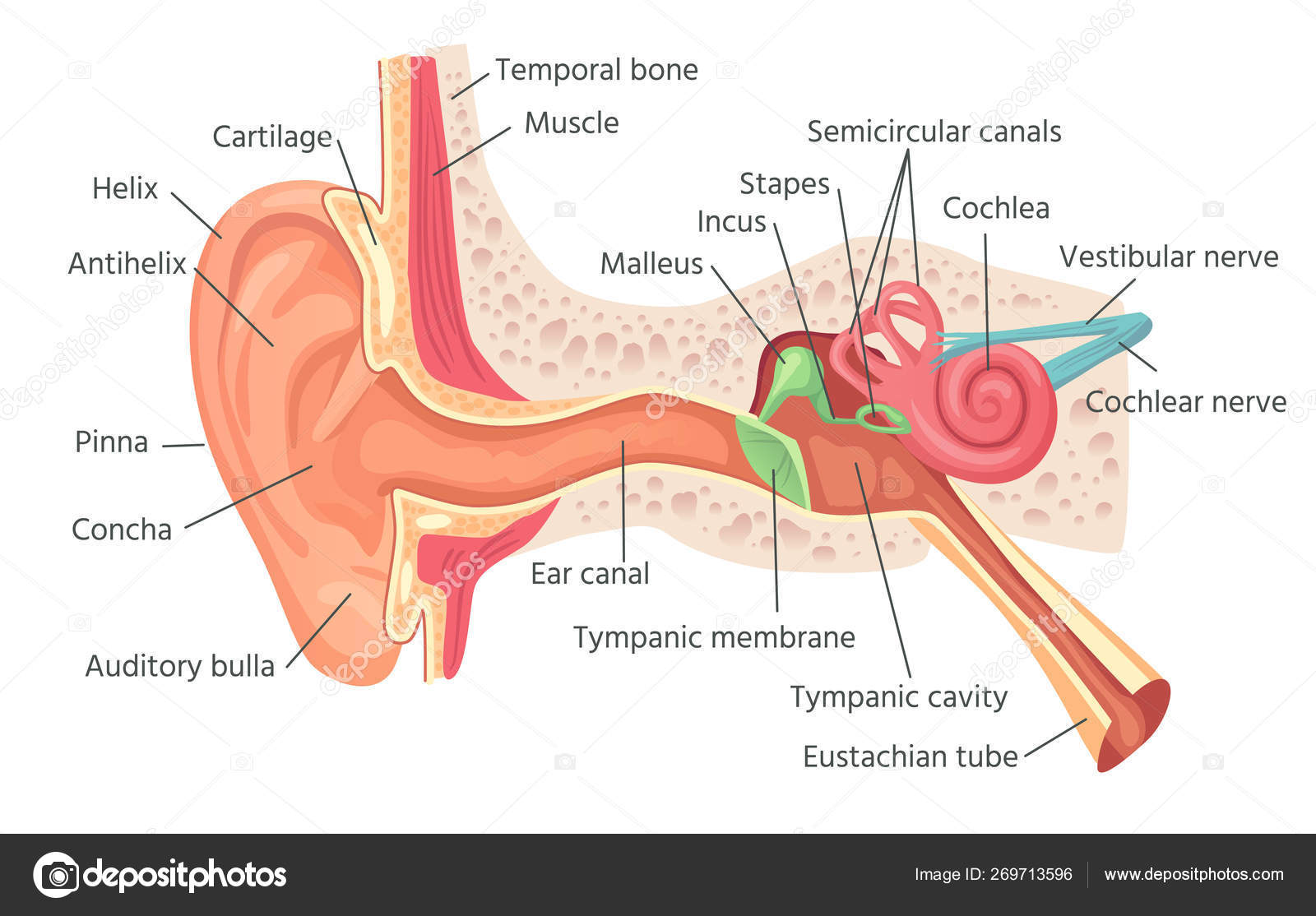 耳解剖结构模式图图片素材-编号35714862-图行天下