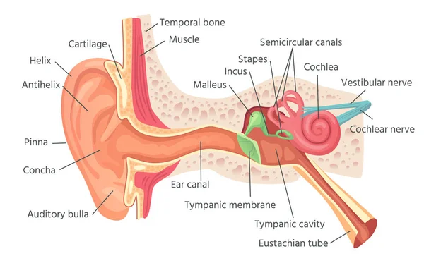 Human ear anatomy. Ears inner structure, organ of hearing vector illustration — Stock Vector