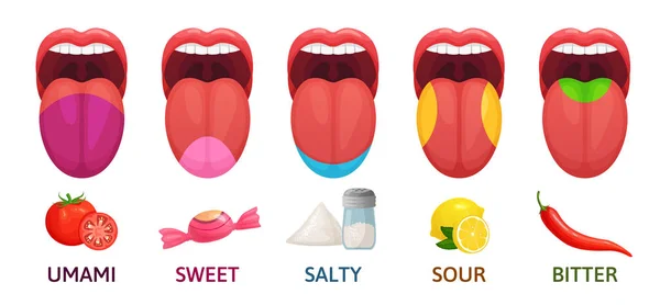 Tongue taste areas. Sweet, bitter and salty tastes. Umami and sour taste receptors diagram cartoon vector illustration — Stock Vector