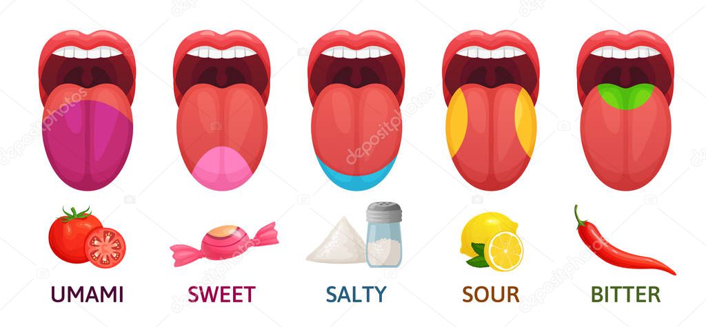 Tongue taste areas. Sweet, bitter and salty tastes. Umami and sour taste receptors diagram cartoon vector illustration