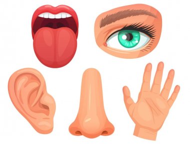 Karikatür duyu organları. Duyu organları, göz görme, burun kokusu, dil tat tomurcukları, cilt dokunuşu ve işitme kulakları vektör illüstrasyon seti