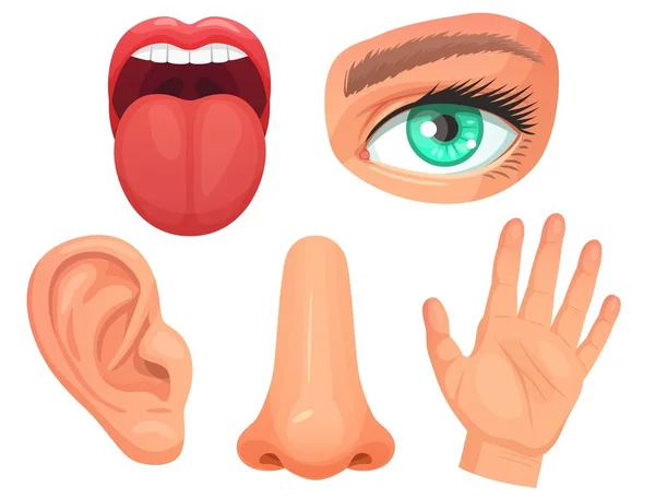 Мультфильм сенсорные органы. органы чувств, зрение глаз, запах носа, вкусовые рецепторы языка, прикосновения кожи и слуха набор векторных иллюстраций ушей — стоковый вектор