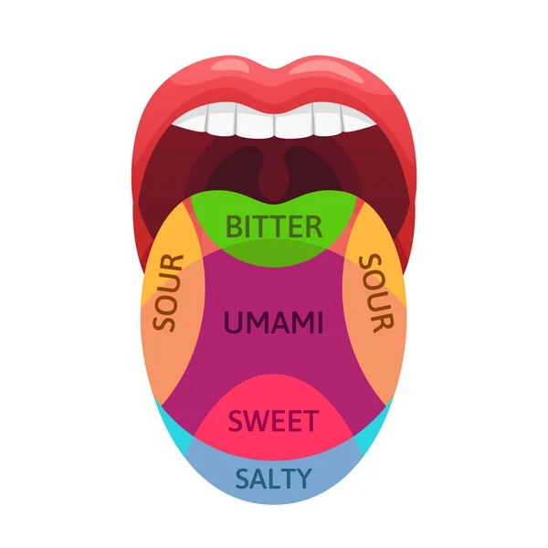 Emberi nyelv íz zónák. Édes, keserű és sós ízek receptorok. Kóstoló területek, umami és savanyú diagram karikatúra vektor illusztráció — Stock Vector