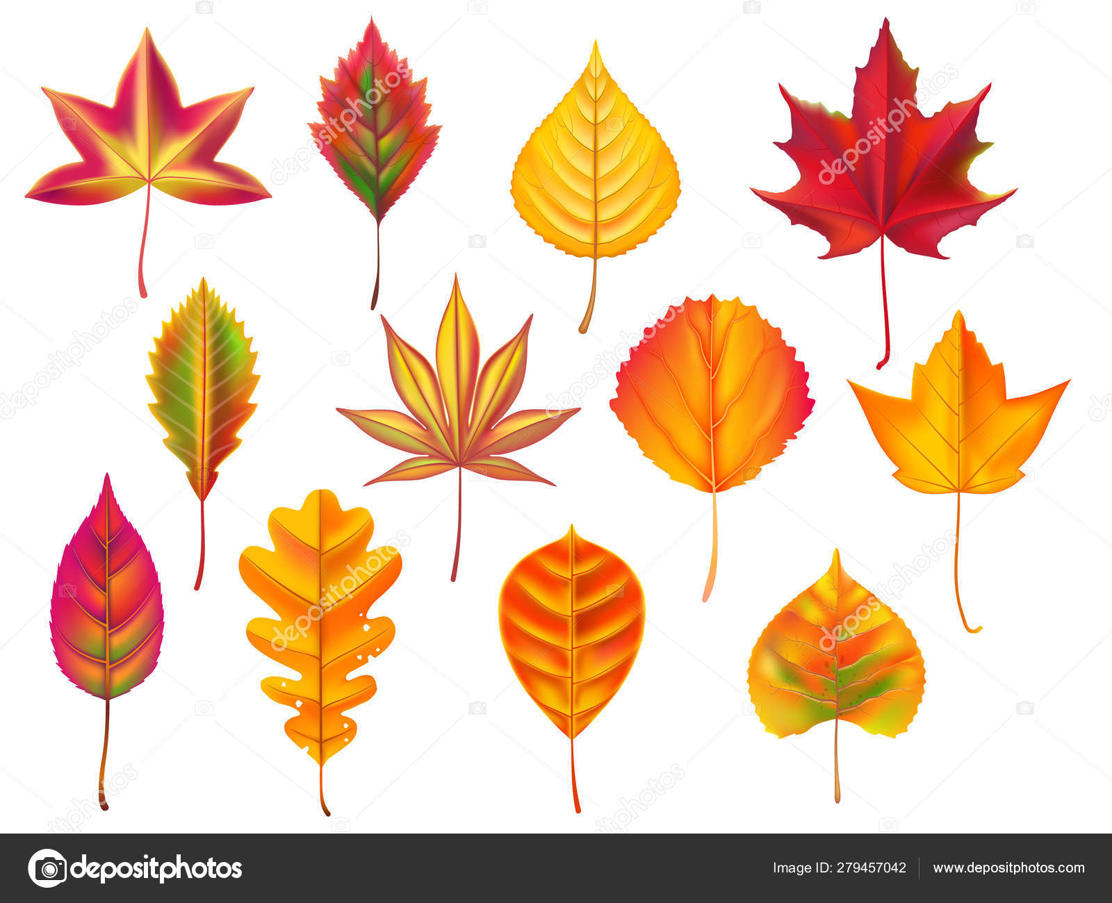 Autumn leaves. Fallen leaf, dry fall leafy litter and falling october  nature leaves isolated vector set Stock Vector by ©tartila.stock.gmail.com  279457042, image size:1600x1300