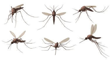 Realistic mosquito. Blood sucking insects, peddler of dengue, zika virus and malaria vector isolated mosquitoes set for repellent spray ad clipart