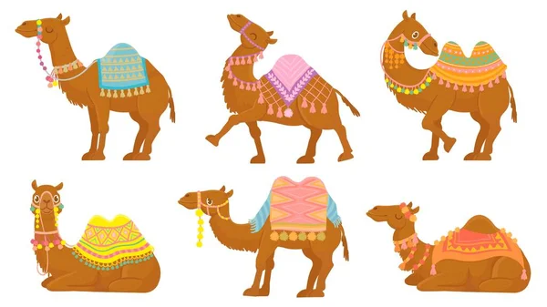 Rajzfilm teve. Vicces sivatagi állatok nyereggel. Camels vektor izolált karakterek készlet. Vadon élő arab kisállat — Stock Vector