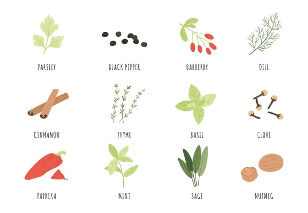 Spices and herbs. Cartoon black pepper, basil and dill, thyme. Cinnamon, sage and paprika, mint and parsley, clove and nutmeg vector set — Stock Vector