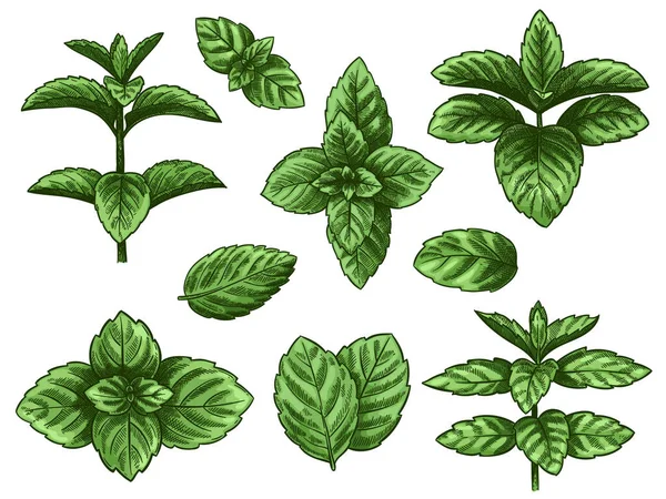 Feuilles de menthe verte. Croquis herbe à la menthe poivrée, plante à la menthe verte. Melissa menthol feuille vintage dessin à la main vecteur botanique isolé ensemble — Image vectorielle