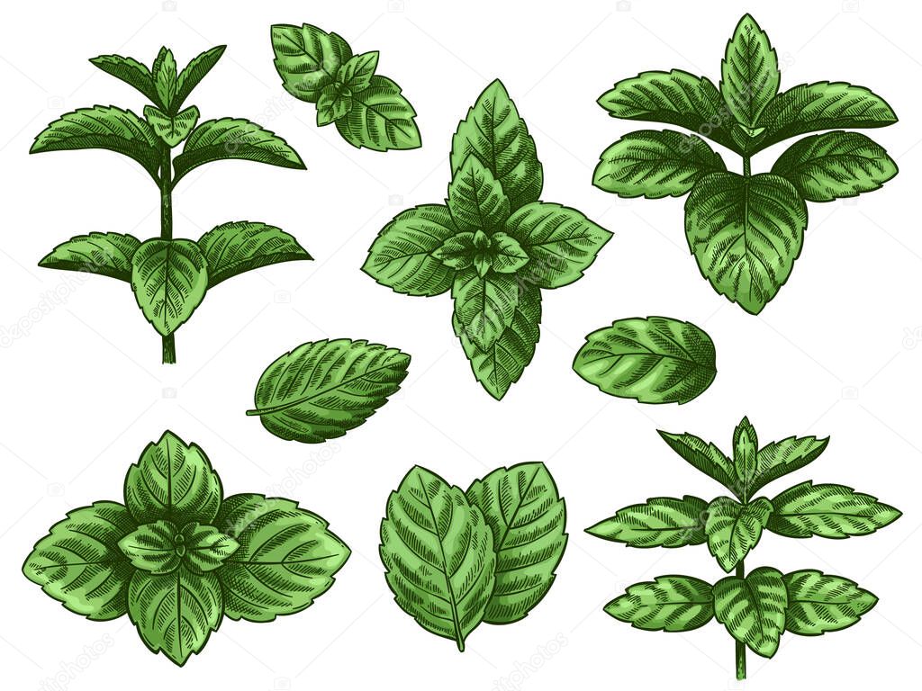 Green mint leaves. Sketch peppermint herb, spearmint plant. Melissa menthol leaf vintage hand drawn vector botanical isolated set