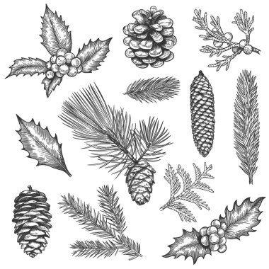 Sketch xmas branch. Christmas plants fir branches, pine cones and holly leaves with berries, boxwood, botanical vintage engraving vector set clipart