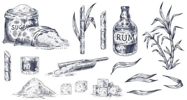 Handgezogenes Zuckerrohr. Skizze der Zuckerrohrernte, Zuckersäcke und Würfel, Stiele süße Blätter organische Pflanzen, Glas und Flasche Rum Jahrgang Vektor — Stockvektor