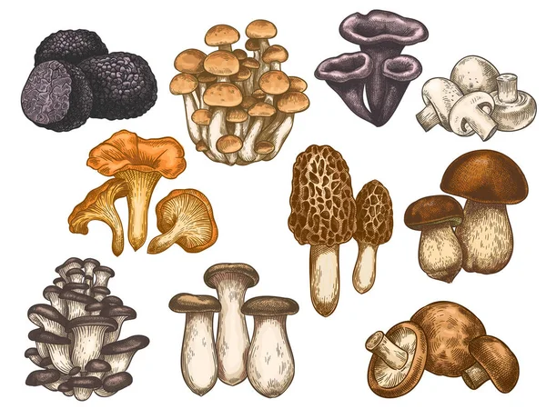 Cogumelos desenhados à mão. Desenho colorido várias trufas de cogumelos comestíveis, champignon, trompete preto e rei, conjunto vetorial de produto vegan bolete —  Vetores de Stock