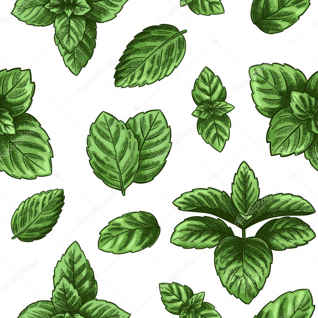 Mint seamless pattern. Green peppermint leaves, spearmint healing herb. Melissa botanical vector wallpaper print texture