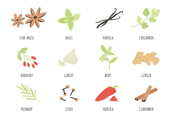 Spices. Hand drawn herbs and spices star anise, basil and ginger, garlic. Cinnamon, vanilla and paprika, mint and rosemary, clove vector set — Stock Vector