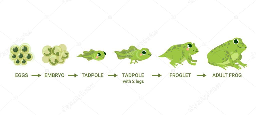 Frog life cycle. Egg masses, tadpole, froglet, frog metamorphosis. Wild water animals, evolution development toads cartoon vector diagram