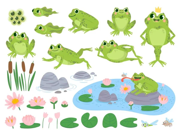 Ranas de dibujos animados. Verde rana linda, masas de huevo, renacuajo y rana. Plantas acuáticas hoja de lirio de agua, sapos salvaje naturaleza vida vector conjunto — Vector de stock