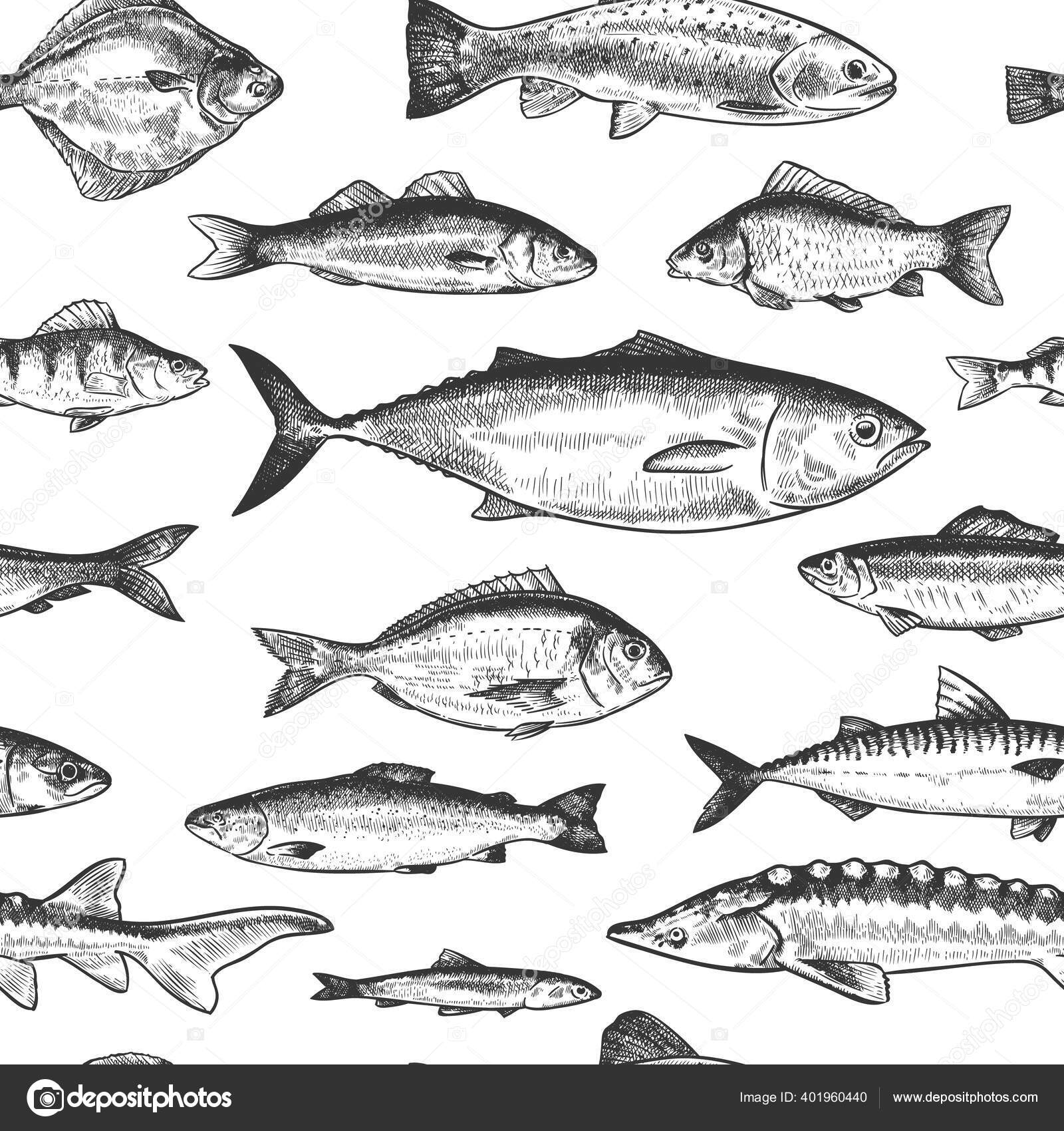 Padrão de peixe sem costura. Mão desenhado diferentes peixes do mar e do  rio, marinho vida subaquática monocromático impressão papel de parede  esboço vetor textura Vetor de ©tartila.stock.gmail.com 401960440, image size:1600x1700