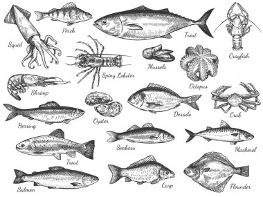 Deniz ürünleri çizimi. El yapımı taze deniz balıkları, istiridye, midye ve ıstakoz, kalamar, ahtapot ve karides, ahtapot ve yengeç sağlıklı besin seti. Kabartmalı ringa balığı ve karides. Kafe menüsü için dil balığı.