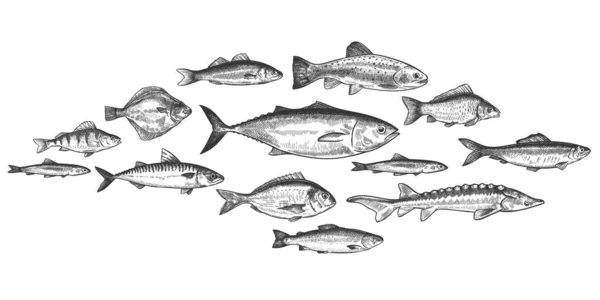 L'école de poisson. Poissons dessinés à la main haut-fond, écosystème marin sous-marin, les habitants de la mer et de la rivière vintage gravé ensemble vectoriel de style — Image vectorielle