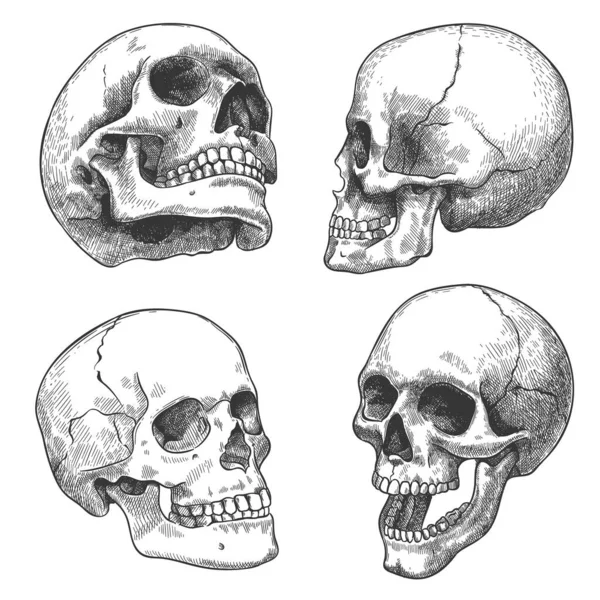 Handgetekende schedel. Schets anatomische schedels in verschillende hoeken, gotische tatoeage. Menselijk skelet dood hoofd halloween graveren vector set — Stockvector