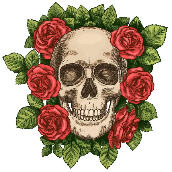 Crânio e rosas. Cabeça de esqueleto morta e flores vermelhas, gráfico de tatuagem gótico desenhado à mão. Vintage assustador halloween morte esboço vetor símbolo — Vetor de Stock