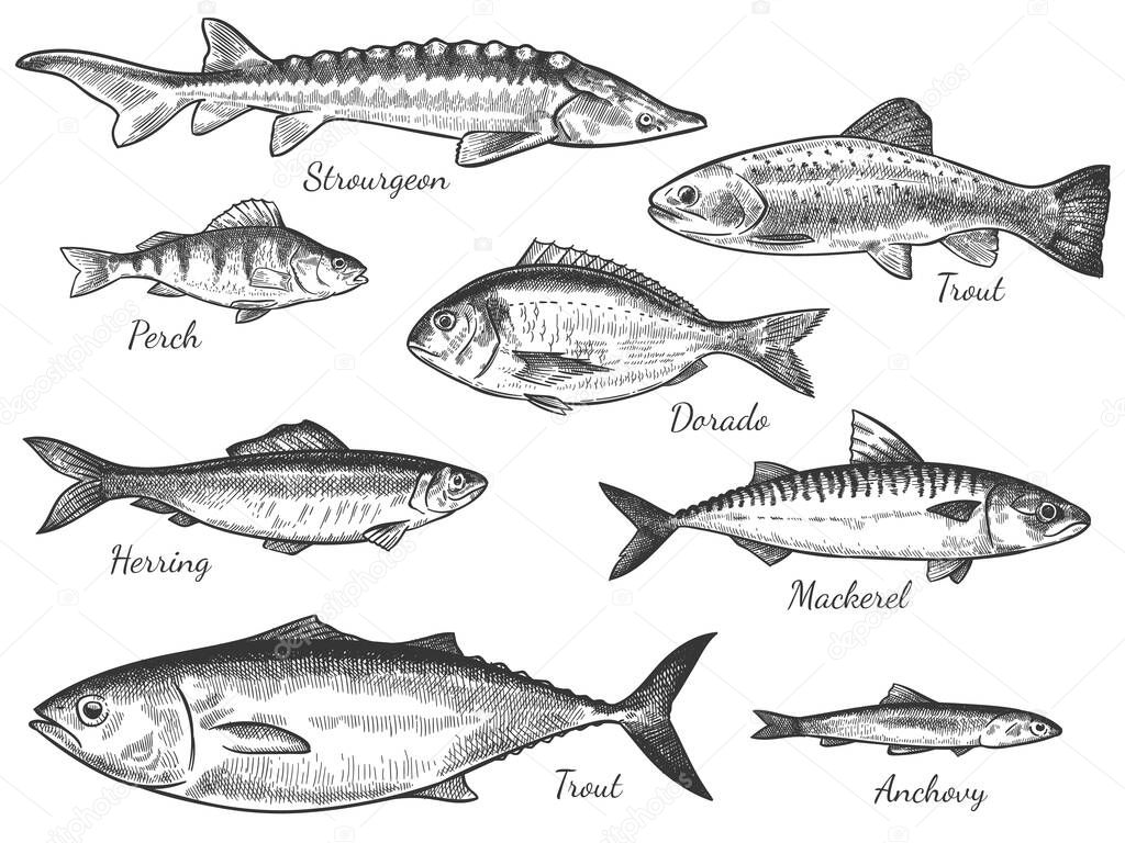 Sketch fish. Hand drawn different fishes trout, carp, tuna, herring and flounder, anchovy, dorado, fresh sea delicatessen vector set