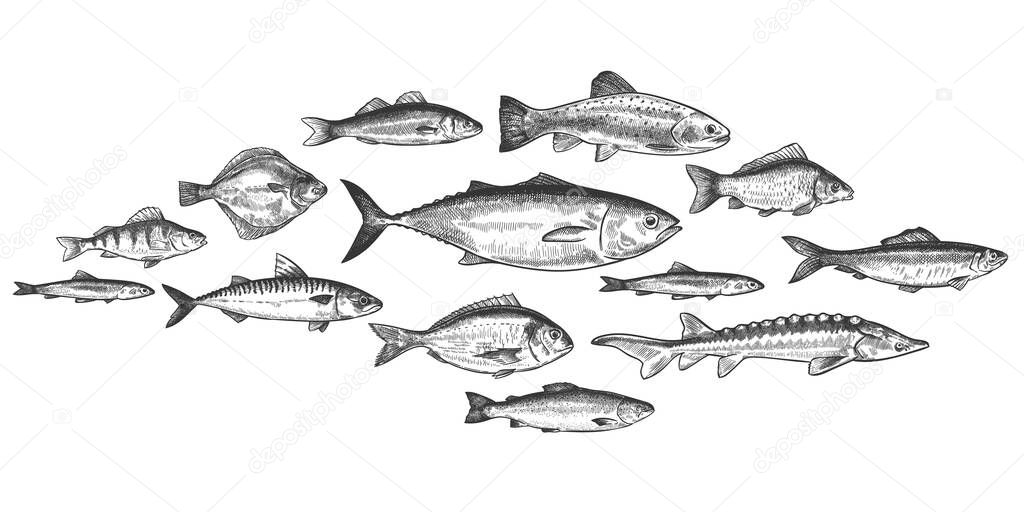Fish school. Hand drawn fishes shoal, underwater marine ecosystem, sea and river inhabitants vintage engraved style vector set