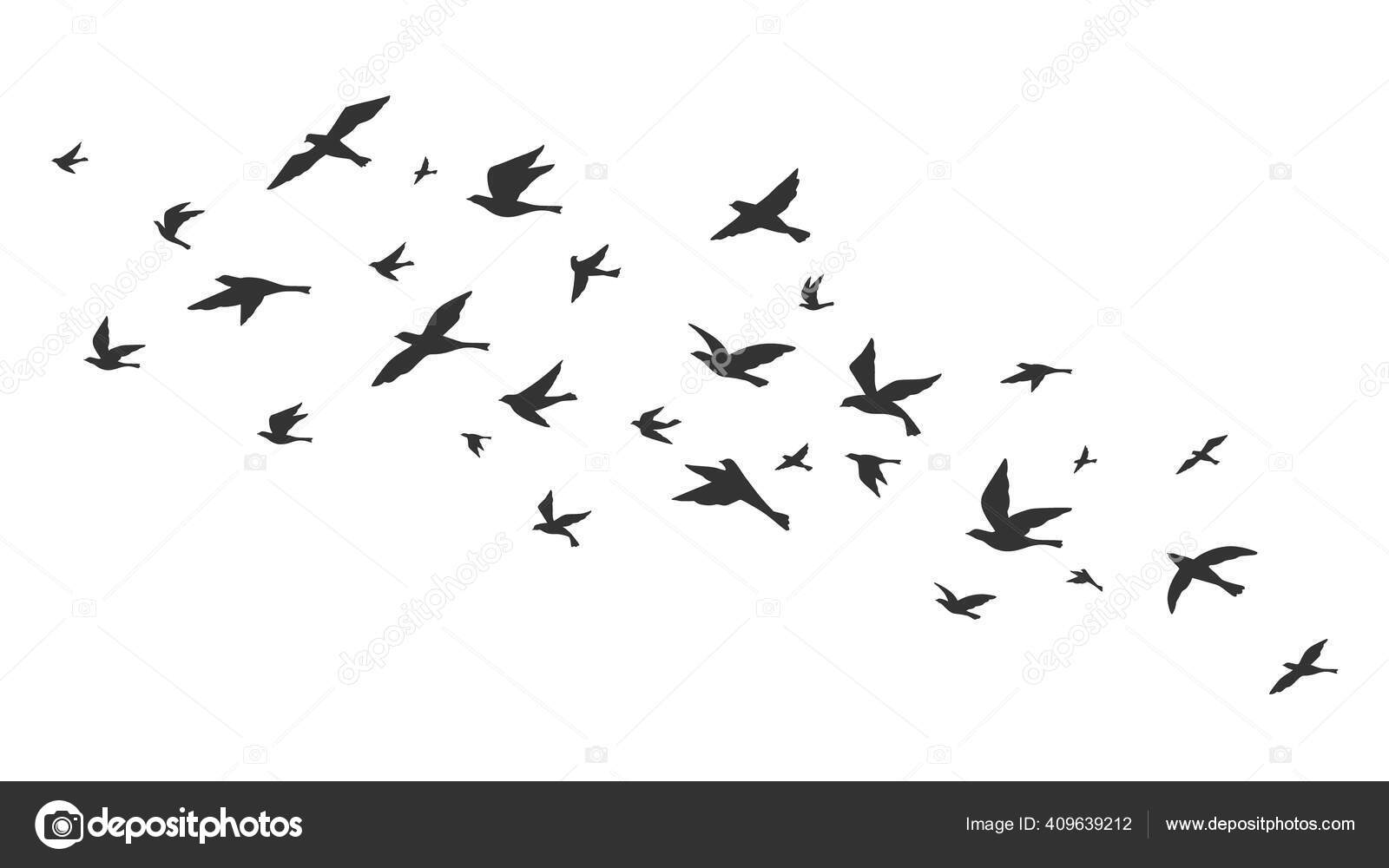Oiseaux Volant Sur Fond Transparent Aérien