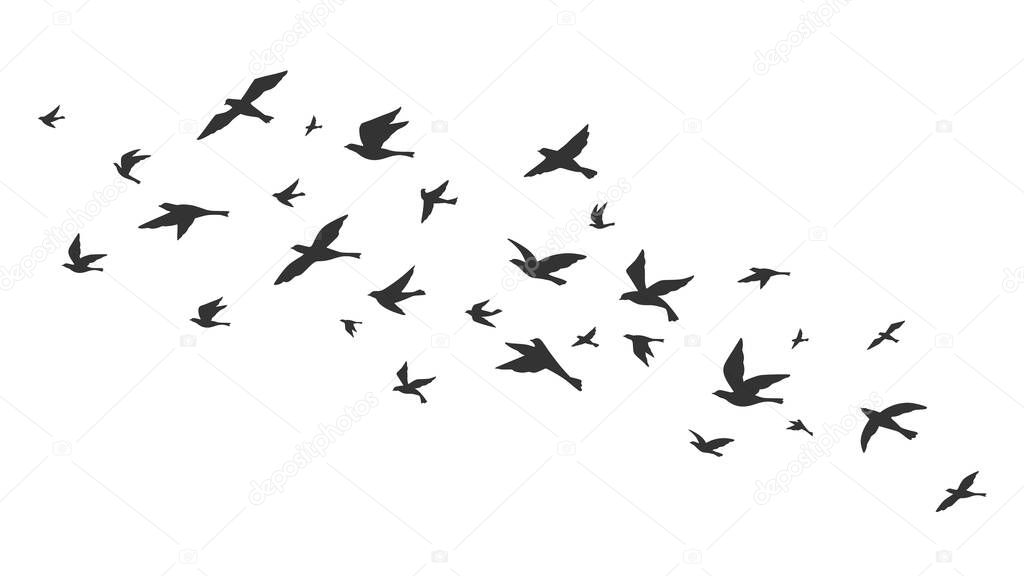 Flying bird. Free birds flock in flight black silhouettes. Tattoo image, freedom symbol wildlife vector illustration