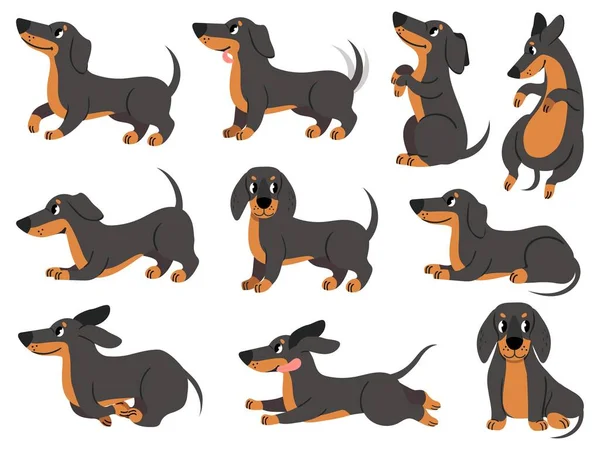 Tacskó. Aranyos kutya karakterek különböző pózol vadászat fajta, design nyomatok, textil vagy kártya, imádnivaló tacskó rajzfilm vektor készlet — Stock Vector