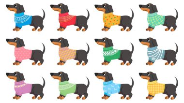 Dachshund giysileri. Köpekler modaya uygun giyinir, yavru köpekler çeşitli kazaklar giyer. Sevimli hayvanlar, dachshunds moda çizgi film vektörü seti
