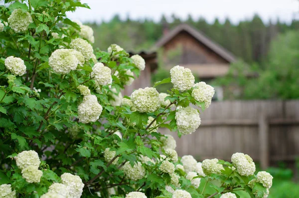 Virágzás Viburnum Bush Május — Stock Fotó