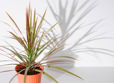 Tencereye çiçek. Dracaena. Beyaz bir duvar çiçek gölgesi