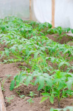 Sera toprağa çalıların genç domates. Bahar, Mayıs. Seçici odak