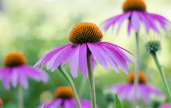 Echinacea Purple Perennial Plant Asteraceae Family Medicinal Flower Enhance Immunity — Stock Photo, Image
