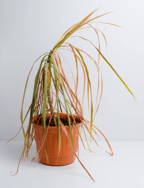 Ölü bitki bir tencerede. Dracaena. Beyaz arka plan. Dikey fotoğraf
