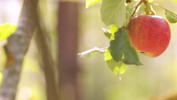 Piękne Czerwone Jabłko Gałęzi Drzewa Oświetlone Słońcem Jasnym Żółtym Zielonym — Wideo stockowe