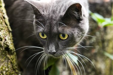 Koyu bulanık arka planda yeşil gözlü siyah kedi. Close