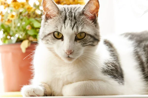 Ładny kot czarno-biały kolor z żółtymi oczami jest ściśle wa — Zdjęcie stockowe