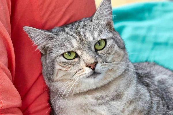 Grå katt med ljusa gröna ögon på en grön bakgrund. Närbild — Stockfoto